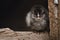 Portrait of beautiful and black illuminated little chicken standing on the edge of wooden table on dark background. Cute small