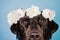 Portrait of beautiful black labrador dog wearing a crown of flowers over blue background. Spring or summer concept
