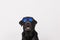 Portrait of a beautiful black labrador wearing modern sunglasses. White background. Pets indoors, home or studio, lifestyle.