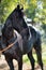 Portrait of beautiful  black  Marwari breed stallion posing in garden. traditional indian horse breed. Rajasthan. India