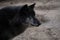 Portrait of a beautiful black northwestern wolf