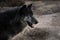 Portrait of a beautiful black northwestern wolf