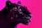 Portrait of a beautiful black panther on a pink background