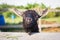 Portrait of beautiful black sheeps at a village farm