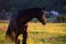 Portrait of beautiful black sportive   stallion  Trakehner breed posing at  field against mountain on sunset