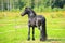 Portrait beautiful black stallion on the pasture