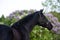 portrait of beautiful black stallion posing nearly blossom lilac bush. cloudy evening