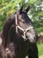 Portrait of beautiful black trakehner stallion