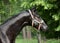 Portrait of beautiful black young Trakehner stallion