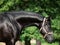 Portrait of beautiful black young Trakehner stallion