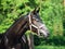 Portrait of beautiful black young Trakehner stallion