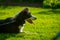 Portrait of a beautiful border collie dog in black and white color and his tongue sticking out. Dog on a leash in green