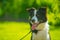 Portrait of a beautiful border collie dog in black and white color and his tongue sticking out. Dog on a leash in green