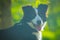 Portrait of a beautiful border collie dog in black and white color and his tongue sticking out. Dog on a leash in green