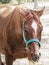 Portrait of a beautiful breeding brown muzzle horse eating hay. Feeding of riding horses