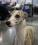 Portrait of a beautiful brindle greyhound at a dog show