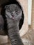 Portrait of beautiful British Scotish fold cat