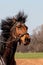 The portrait of a beautiful brown horse in motion, mane developing in the wind