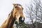 Portrait of a beautiful brown horse in nature