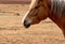 Portrait of a beautiful brown horse with smart eyes