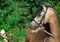 Portrait of beautiful buckskin welsh pony