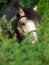 Portrait of beautiful buckskin welsh pony around bush
