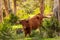 Portrait of the beautiful bull , brown in color. Standing in the forest