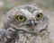 Portrait of a beautiful Burrowing owl Athene cunicularia.