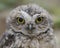 Portrait of a beautiful Burrowing owl Athene cunicularia.