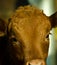 Portrait of a beautiful calf in the daylight