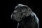 Portrait of a beautiful cane Corso on a black background