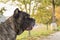 Portrait of beautiful Cane Corso dog standing outdoors