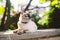 Portrait of a beautiful cat on leashes in the summer garden. Pets walking outdoor adventure in park. young cat, Siamese type,