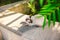Portrait of a beautiful cat on leashes in the summer garden. Pets walking outdoor adventure in park. young cat, Siamese type,