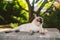 Portrait of a beautiful cat on leashes in the summer garden. Pets walking outdoor adventure in park. young cat, Siamese type,