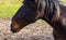 Portrait of a beautiful chestnut coloured horse