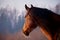 Portrait of beautiful chestnut horse with white blaze in rays of winter evening sunset.