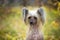 Portrait of beautiful Chinese crested dog in autumn forest. Cute hairless Chinese crested dog sitting outside in fall