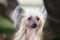 Portrait of beautiful Chinese crested dog in autumn forest. Cute hairless Chinese crested dog sitting outside in fall