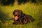 Portrait a beautiful chocolate labrador is lying on the grass. dog smiles