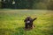 Portrait a beautiful chocolate labrador is lying on the grass. dog smiles