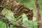 Portrait of Beautiful Clouded Leopard