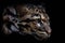 Portrait of beautiful Clouded Leopard isolated on black background.