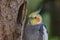 Portrait of beautiful Cockatiel close-up next to a tree with a hole. Nymphicus hollandicus