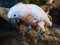 Portrait of a beautiful Cockatoo parrot standing on the rope