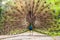 Portrait of a beautiful and colorful Blue Ribbon Peacock in full feather while it was trying to attract the attention of