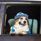 Portrait of a beautiful Corgi dog in a bright hat looking out of the car window pretty
