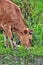 Portrait of a beautiful cow with a bell around his neck closeup