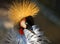 Portrait of a beautiful crowned crane bird