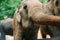 Portrait beautiful cute big elephant looking to camera in Thailand zoo